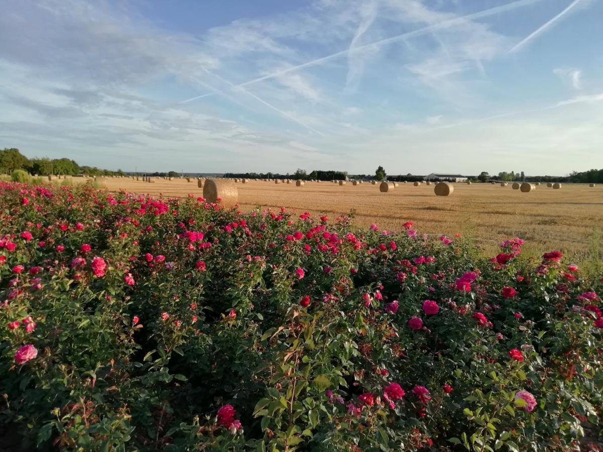 La Planche Princee, Chambres D'Hotes Ecolo Et Potager Bio, Sauna Les Rosiers Buitenkant foto